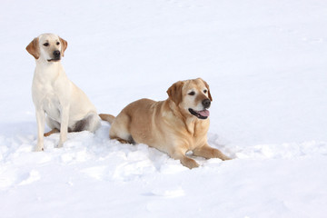 Zwei Labrador Retriever