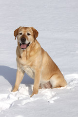 Labrador Retriever im Schnee