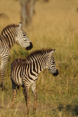 Obraz na płótnie Canvas Plains Zebra (Equus Quagga) at Masai Mara, Kenya