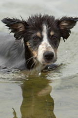 Bordercollie im Wasser