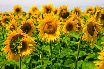 Fototapeta premium Sunflowers