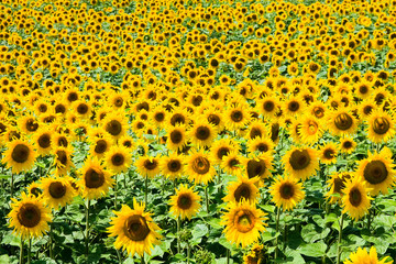 Sunflowers field
