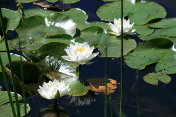 Three Waterlilies