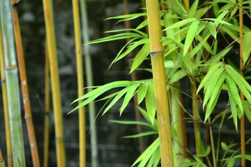Garden poster Bamboo bamboo