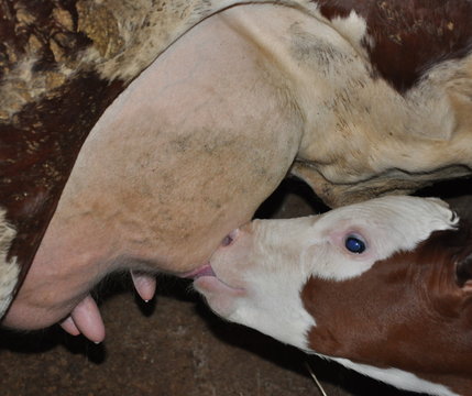 veau su&ccedil;otant un pis de vache