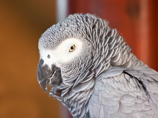 Foto op Canvas Sleepy African grey parrot closeup portrait in the shade © Alta Oosthuizen