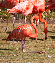Red flamingo sitting on grass in aviary