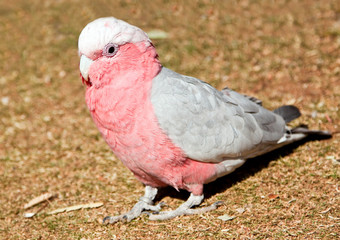 Pink and grey parrot walking on grass