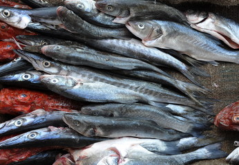 Fototapeta premium pêche du jour