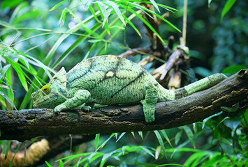 male chameleon