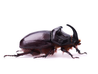 Rhinoceros beetle