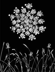 Vector Queen Anne's Lace