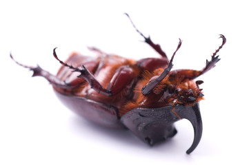 Rhinoceros beetle