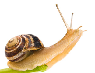 Snail