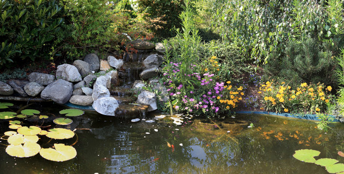 bassin et carpes de jardin aquatique