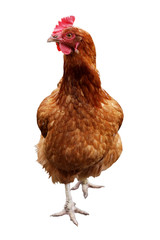 chicken isolated on a white background