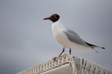 Möwe Insel Usedom