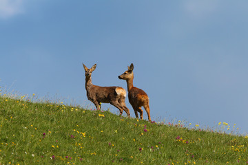 Rehe auf der Wiese