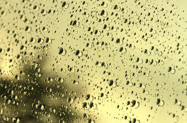 Drops of water in the morning