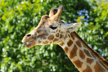 Portrait d'une girafe montrant sa langue et ses dents