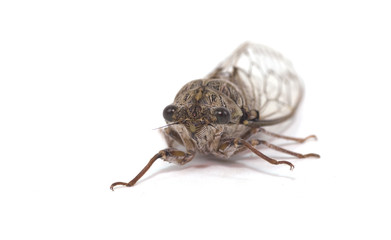 cigale sur fond blanc