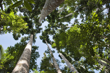 Fototapeta premium Paronella Park, Queensland