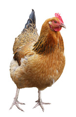 chicken isolated on a white background