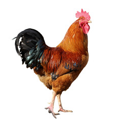 Cock isolated on a white background - obrazy, fototapety, plakaty