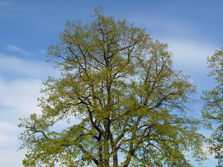 Tree