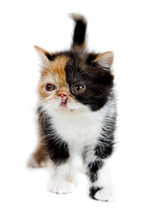 Tortoiseshell persian cat