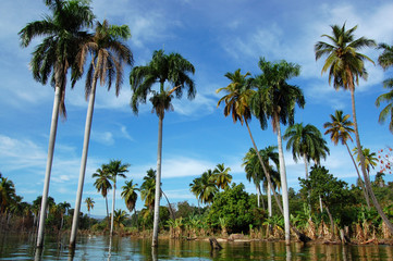 Obraz premium Palm and sea