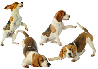 attitudes et postures de beagle