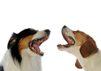 berger australien et beagle en pleine discussion