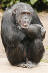 Chimpanzee