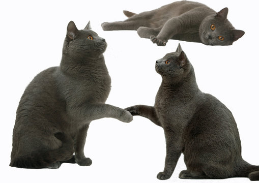 chartreux dans tous ses &eacute;tats