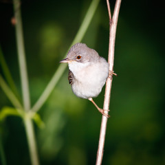 male of a Whitethroat, Sylvia communis