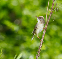 Whitethroat, Sylvia communis