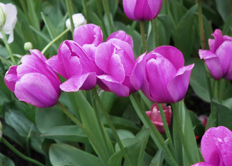 tulips