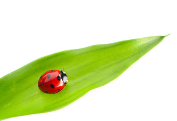 Ladybug