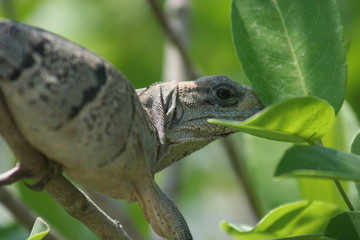 Mexico Iguana