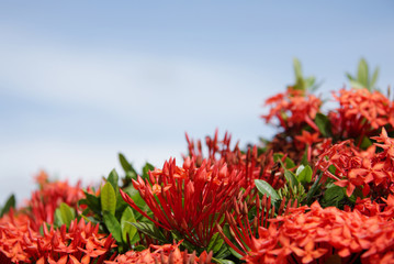Ixora red flowers at Shallow depth of focus
