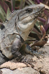 Mexico Iguana
