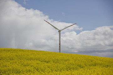 wind turbine in the field