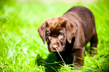 cute labrador puppy playing in sun and grass
