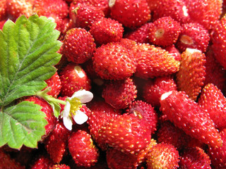 Fresh wild strawberry with green leaf