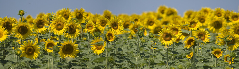 Sunflowers