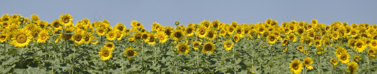 Sunflowers