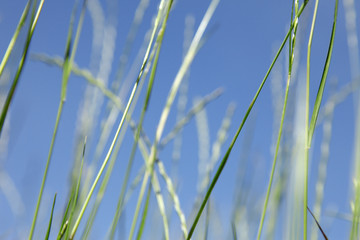 gras