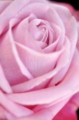 Pink Rose