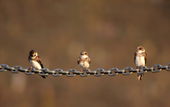Drei Schwalben pausieren Uferschwalben - Riparia riparia